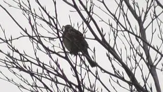 Flock of fieldfares - Bande de grives litornes