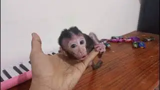 Introducing toys to the cute baby monkey SEBA
