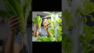 Hydroponics | Lettuce in hydroponics | Lettuce growing | Home gardening