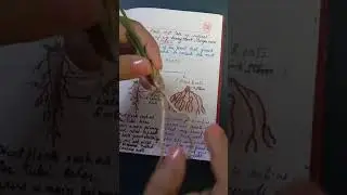 Tap Root and Fibrous Roots, Part 2, Getting to know Plants, Class 6