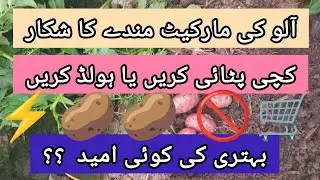 Прогнозы относительно будущих урожаев картофеля ||@agritalksbysaadat