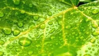 DjKavi - Photosynthesis