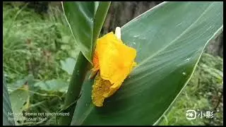 Menikmati keindahan Bunga dan menghitung tanaman Alpokat (26/12/2025)