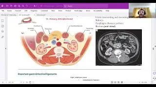 1  Retroperitoneal Structures & GI Ligaments