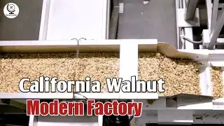 Walnut || processing || Farm to Factory || Packaging || Resonance HD |Modern Food processing