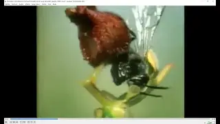 Orchidee reproduction Richard Dawkins bees and deceitful plants 1991