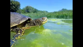 Tartaruga palustre
