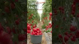 #197 Tomato Tales: The Surprising World of the Most Popular Fruit