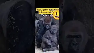gorilla## comedy🤣🤣👍💥💯💯 |&bull; #cat #gorilla #viralvideo #shortsfeed #funny