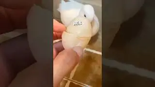 Эта утка-мама случайно разбила свое яйцо 🥺💔 #шорты