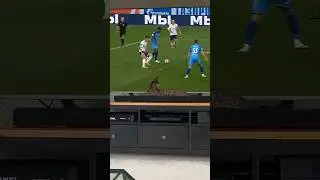 Cat gets scared of celebration #funny #meme #shorts #fyp #viral