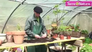 Planter des plantes aromatiques