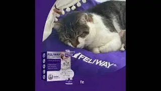 Replicate Your Cats Natural Pheromones - Help them Feel Safe & Secure  #happycats