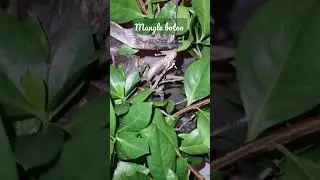 pre bonsai mangle bot&oacute;n🔥💚