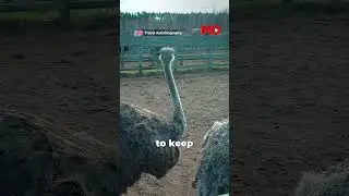 Ostrich In Kerala: Video Of 'Featherless' Bird Running In Kochi Goes Viral | Mo of Everything