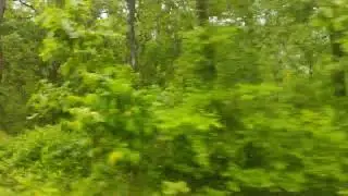 Speed in Aksi Forest