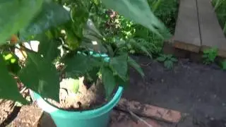 Перцы Trinidad Scorpion Moruga Red, 7 Pot Douglah и Carolina Reaper Red в Подмосковной теплице.