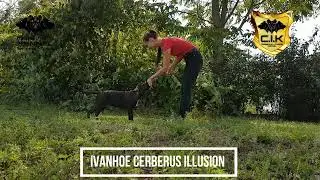 🐶 Must-Watch: Just 3 months old Cimarron Uruguayo Puppy Free Stacking On and Off Leash 😲🔥💥