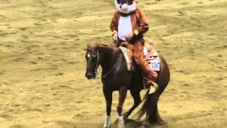 What Does The Fox Say? Congress 2013 Freestyle Reining