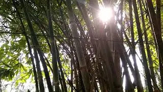 Infocus snap 4 cam test drive