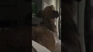 #youtube #jackrussell #pug #crying #howling #waitingformama #loosinghervoice #funny