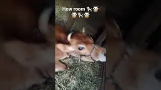 #cow room #shorts try something different for YouTube short video to watch #new one