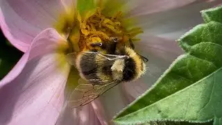 Bumblebees on beautiful Dahlia Flowers 