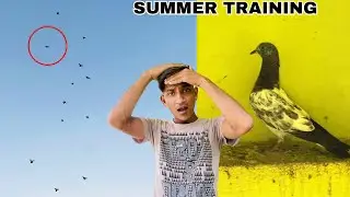 Kalsira Baby Flying Training 😍Pigeon flying training | kabootar ki udan | kabutar ki video |breeding