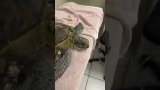 ЖИВИТЕ в отделении неотложной помощи Turtle Hospital!