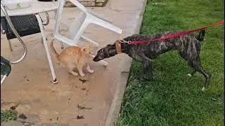 Galga Holly und Podenco Taami beim Katzentest: kein Problem mit den Miezen!