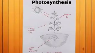 Photosynthesis diagram drawing/How to draw Photosynthesis diagram /CBSE/easy way 