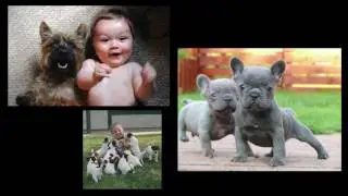 2107 For Pet's Sake Expo PROMO VIDEO