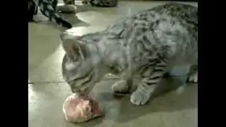Leon Draper F1 Savannah Kitten Eating Out RAW MEAT THE BEST OF THE BEST
