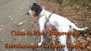 Chien de pied / Rapprocheur  - Entrainement Créancer Sanglier