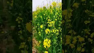 Hal Chalaye Tune - Veer Rajinder #shorts #deshbhakti #kisan