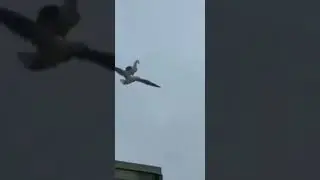 swan flying in the sky #shorts
