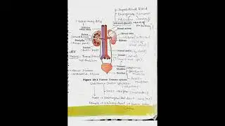 NCERT Highlights || Class 11th || EXCRETION AND ELIMINATION