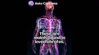 Type of neurons