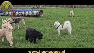 www.hus-joppes.nl