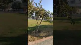 Morning walk in Nespak Park Phase 2, Lahore, Pakistan