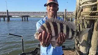 How to Catch Sheepshead With Bait Bags &ndash; Charleston Fishing Tips | mossyheadbait.company