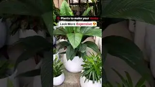 5 Plants That Would Make Your Room Look More Expensive 💯😍🥰#plants#plantslover #plantsdecor 🌱☘️🌿