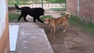 Newfoundland & Labrador Playing and Digging