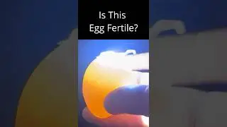 How to Spot a Fertilized Egg With Just a Flashlight!