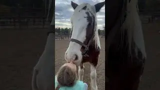 Horse kisses