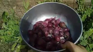 جني التين الشوكي البنفسجي.الهندي البنفسجي .akarmos