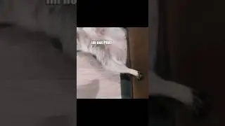 Funny Animal dub😂😂😂