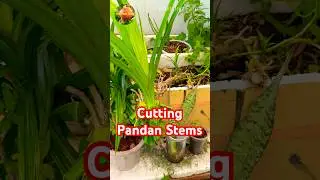 Cutting Pandan Stems to Grow New Shoots #pandan #gardening