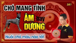 381. Chó mang tính Dương hay Âm. Nuôi chó màu gì thì tốt?