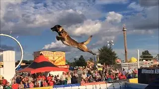 Most Athletic Dog Breeds In The World